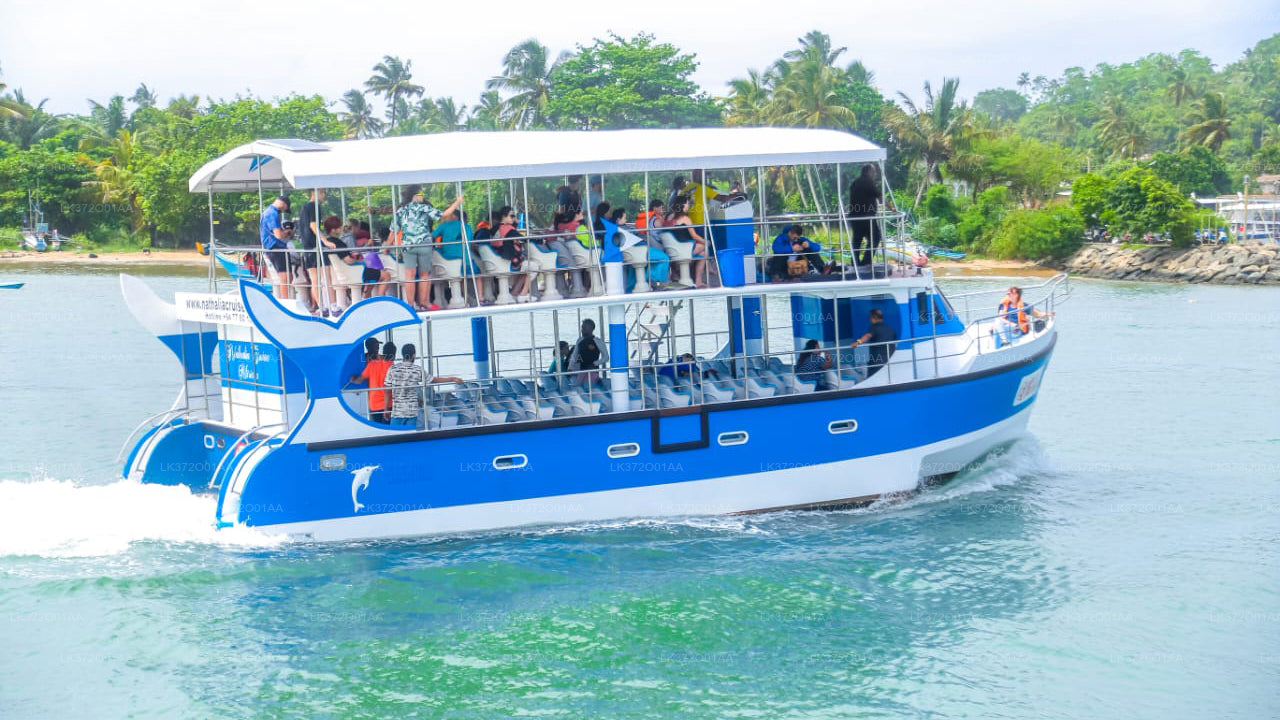 Whale Watching from Beruwala on Shared Boat