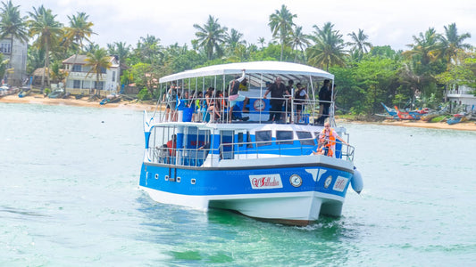 Whale Watching from Beruwala on Shared Boat