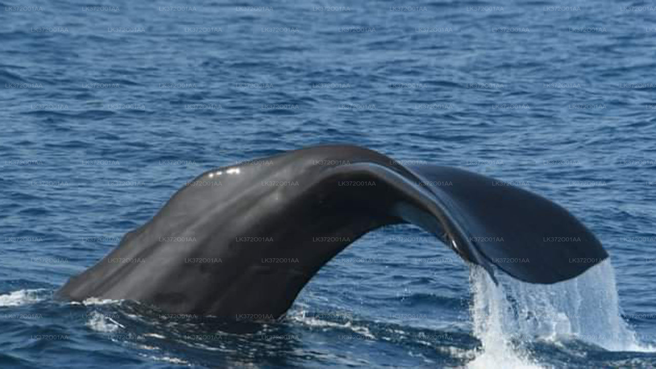 Whale Watching from Trincomalee on Private Boat