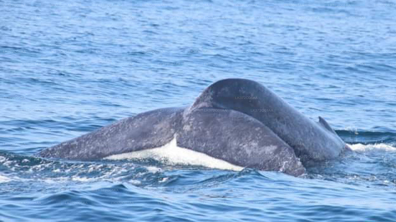 Whale Watching Yacht Tour from Trincomalee