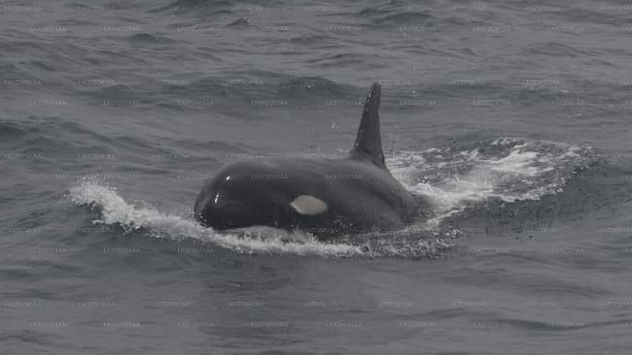 Whale Watching Yacht Tour from Trincomalee