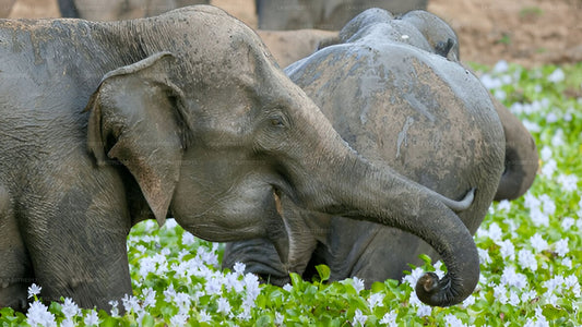 Private Tour from Sigiriya to Kandy with Wasgamuwa Safari
