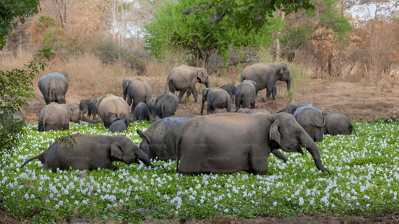 Private Tour from Sigiriya to Kandy with Wasgamuwa Safari