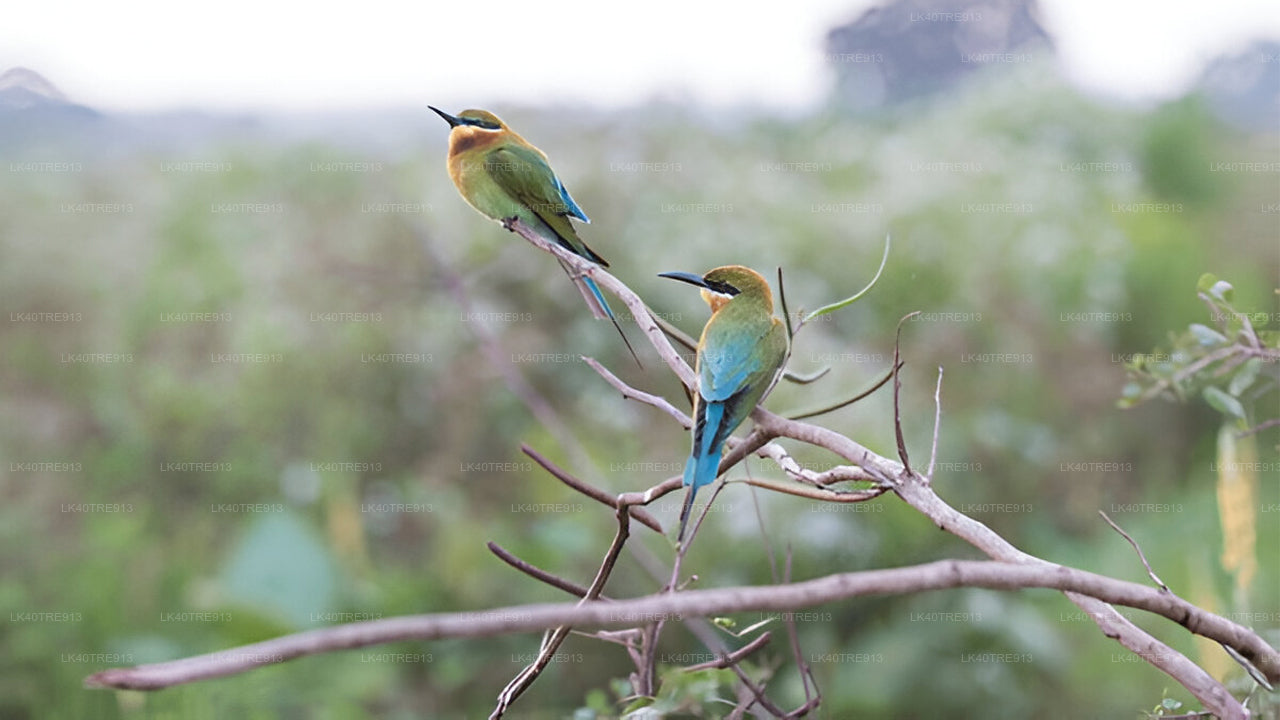 Private Tour from Sigiriya to Kandy with Wasgamuwa Safari