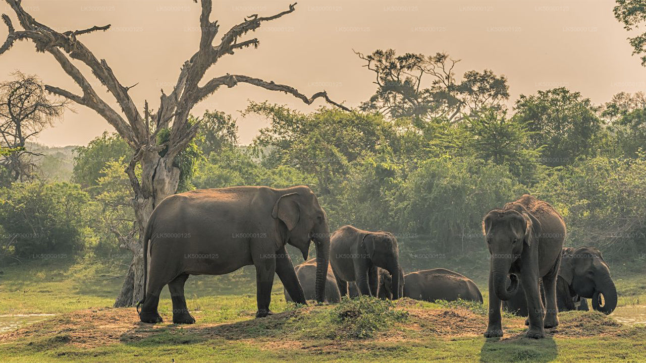 Meals at Yala National Park