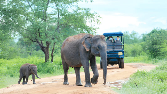 Private Tour from Ella to Weligama with Udawalawe Safari