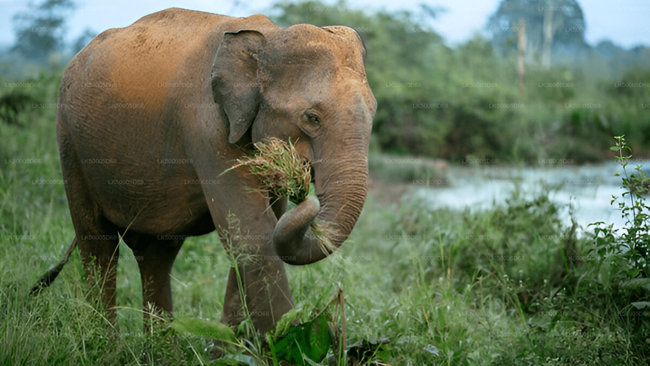 Private Tour from Hiriketiya to Ella with Udawalawe Safari