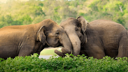 Private Tour from Hiriketiya to Ella with Udawalawe Safari