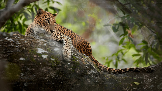 Private Tour from Ella to Tangalle with Yala Safari