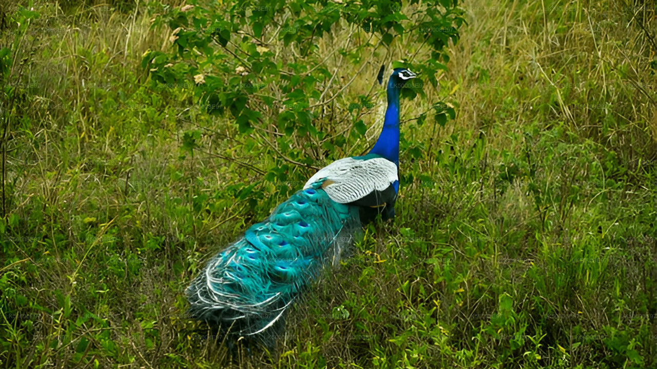 Mirissa'dan Udawalawe Milli Parkı Safari