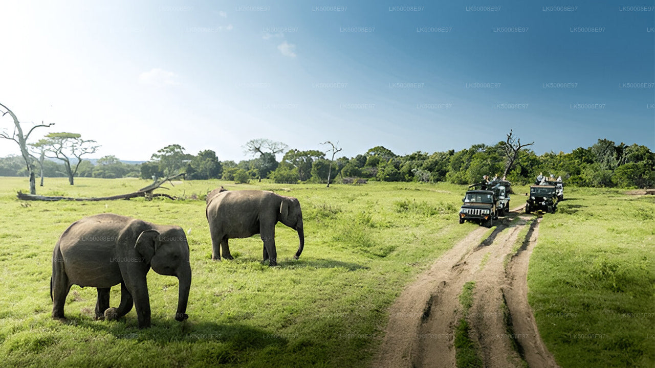 Mirissa'dan Udawalawe Milli Parkı Safari