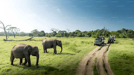 Mirissa'dan Udawalawe Milli Parkı Safari