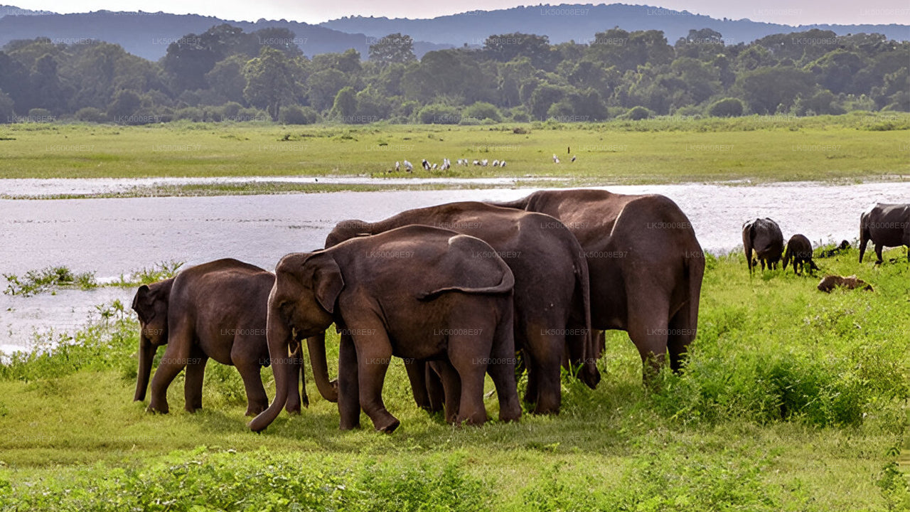 Mirissa'dan Udawalawe Milli Parkı Safari