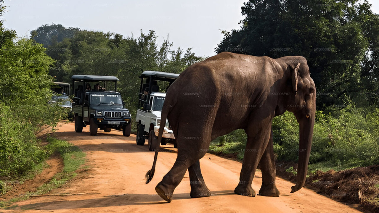 Mirissa'dan Udawalawe Milli Parkı Safari
