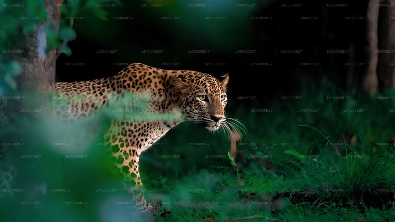 Private Tour from Weligama to Ella with Yala Safari