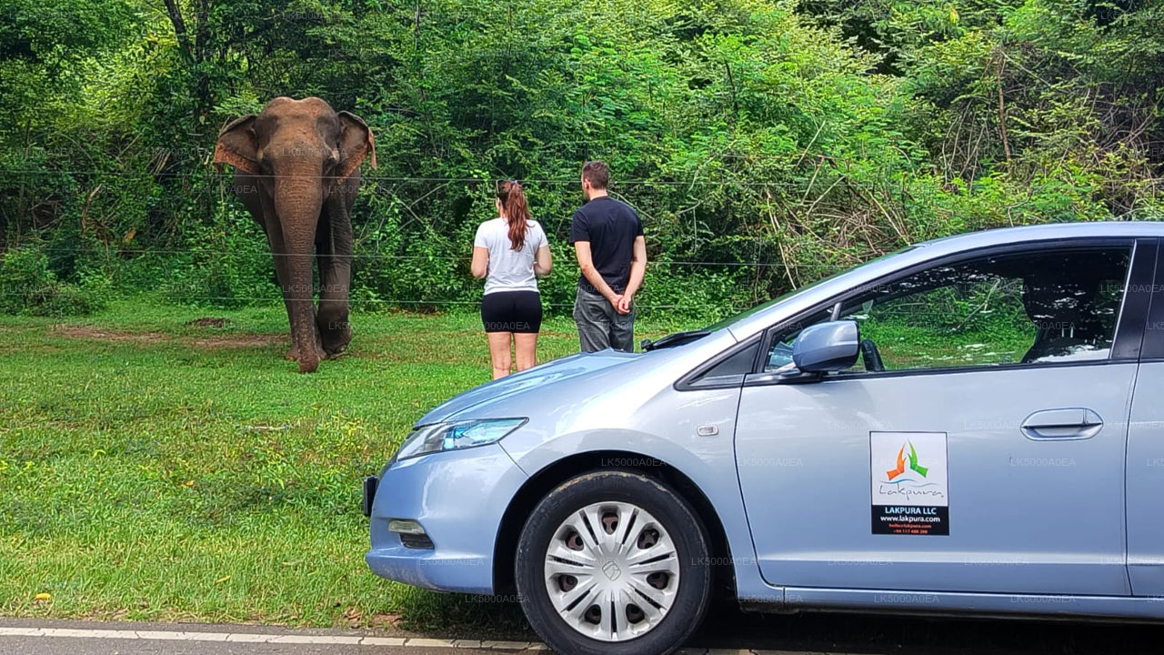 Private Tour from Nuwara Eliya to Tangalle with Udawalawe Safari