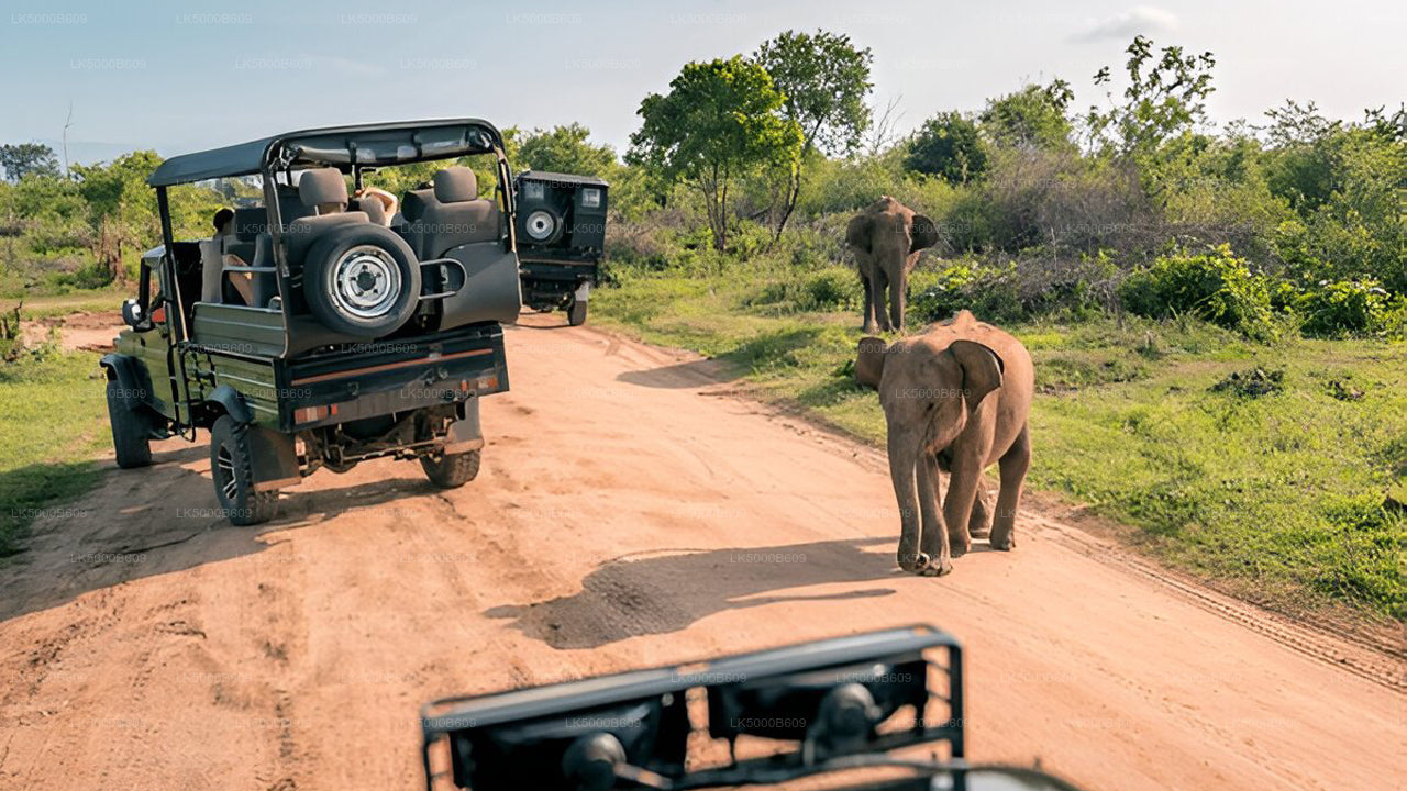 Private Tour from Ella to Unawatuna with Udawalawe Safari