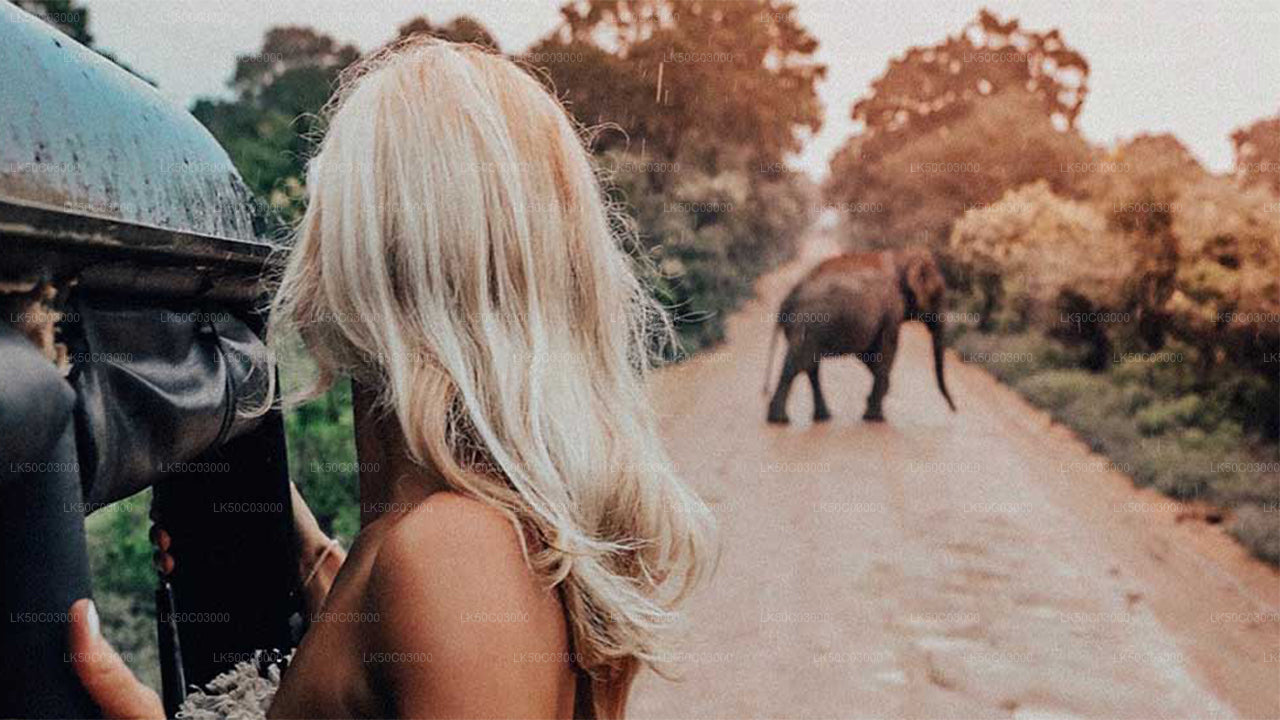 Kaudulla Milli Parkı Paylaşımlı Safari