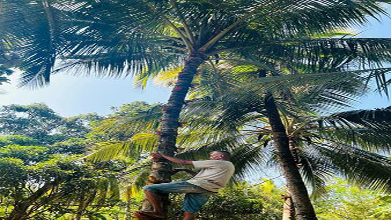 Seylan'dan Sri Lanka Tarımı, Mücevher Madeni ve Köy Deneyimi 1850