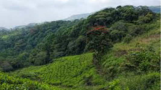 Sinharaja Rainforest Guided tour from Galle