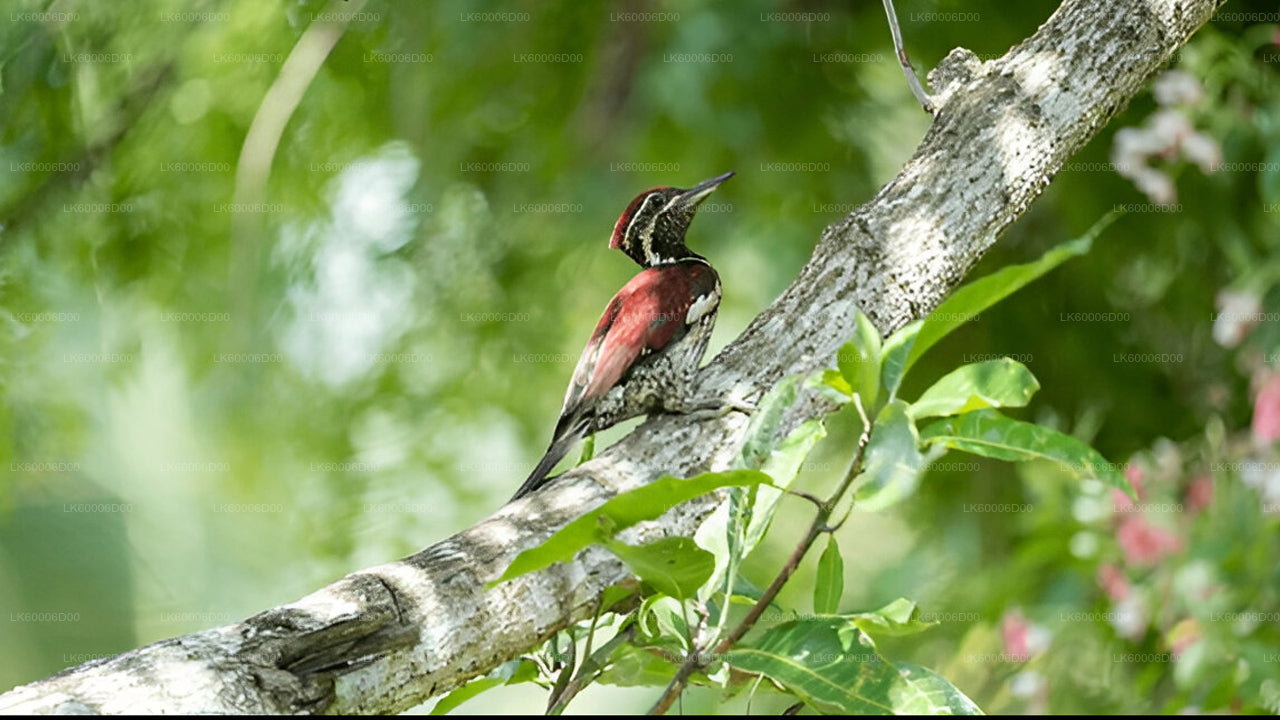 Sinharaja Rainforest Guided Tour from Kosgoda