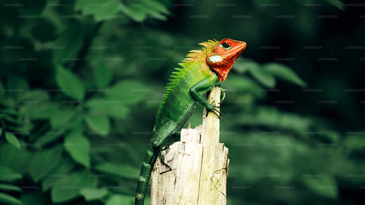 Sinharaja Rainforest Guided Tour from Kosgoda