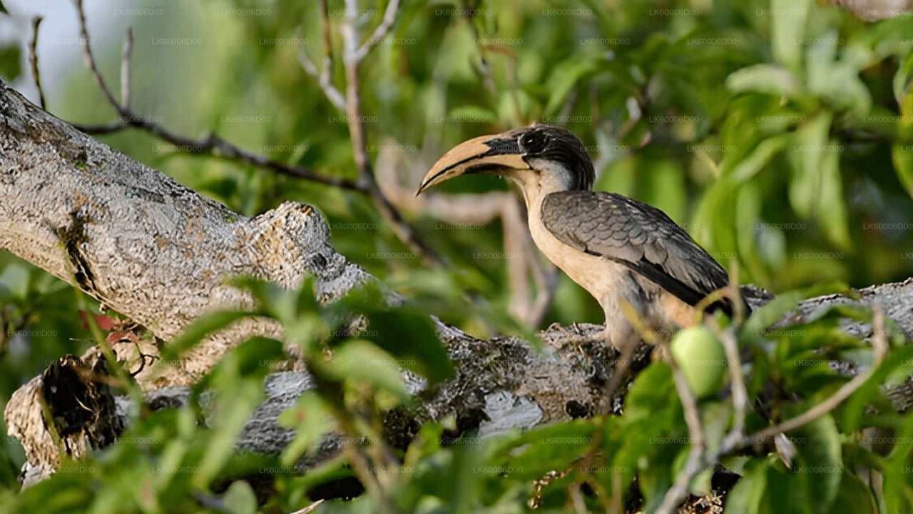 Sinharaja Rainforest Guided Tour from Kosgoda