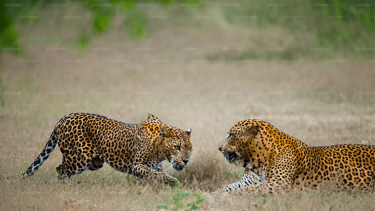 Yala National Park Safari from Kosgoda