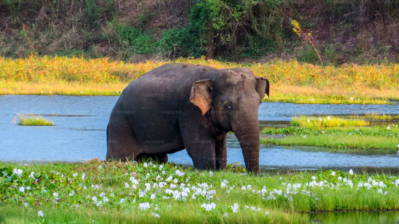 Wasgamuwa National Park Safari From Trincomalee