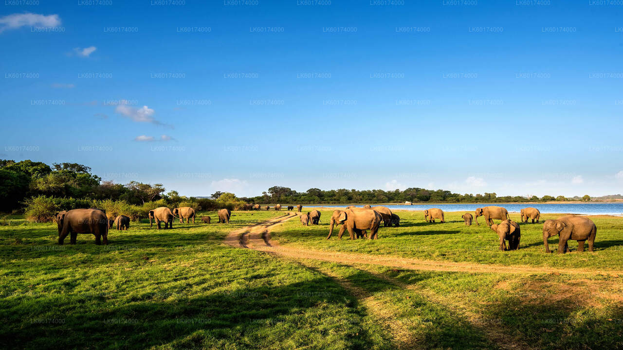Kitulgala'dan Minneriya Ulusal Parkı Safarisi