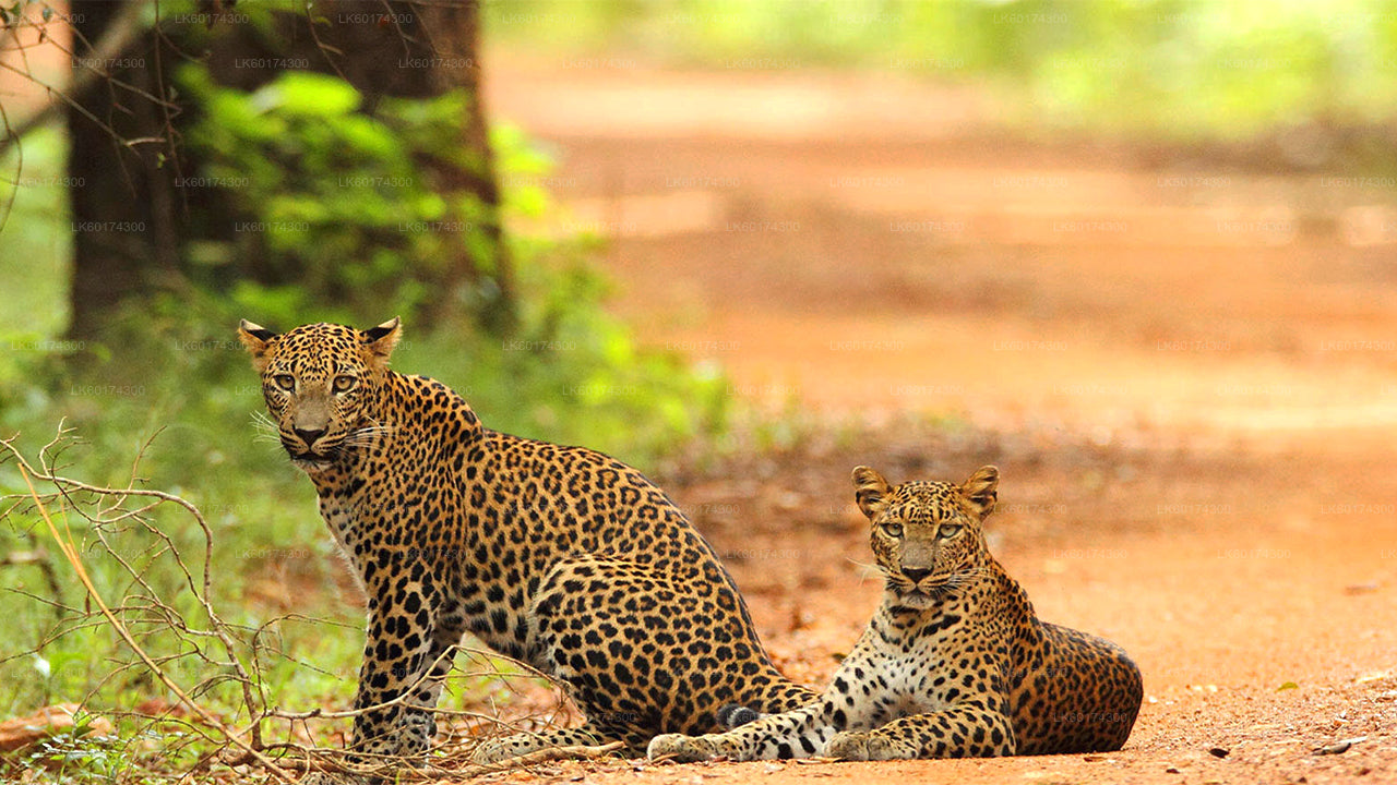 Kandy Wasgamuwa Milli Parkı Safari