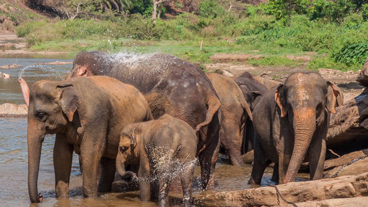 Sigiriya Rock ve Sigiriya'dan Vahşi Fil Safari