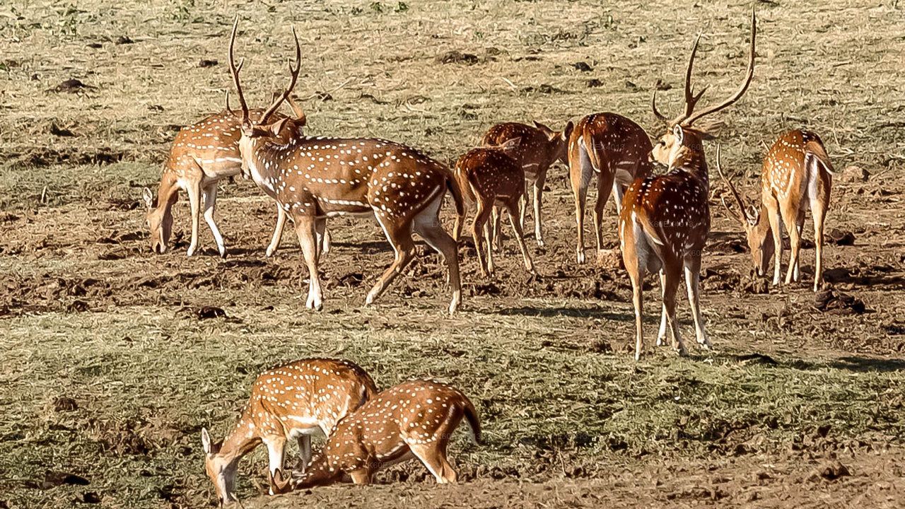 Mirissa'dan Udawalawe Milli Parkı Safari