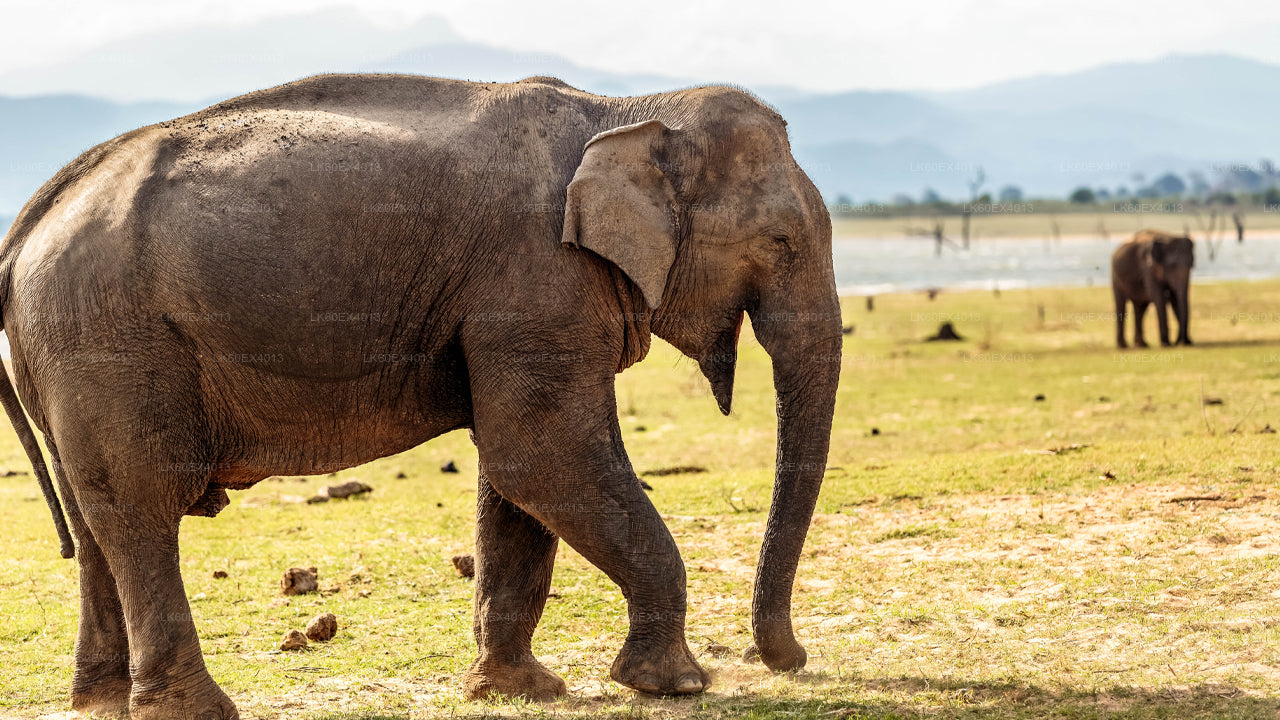 Mirissa'dan Udawalawe Milli Parkı Safari