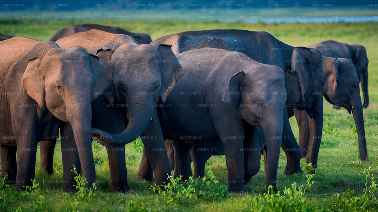 Mirissa'dan Udawalawe Milli Parkı Safari