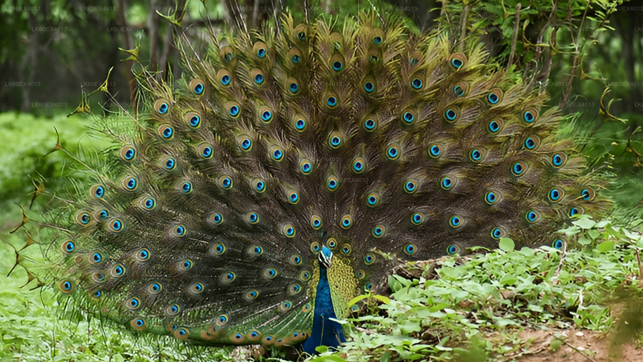 Mirissa'dan Udawalawe Milli Parkı Safari