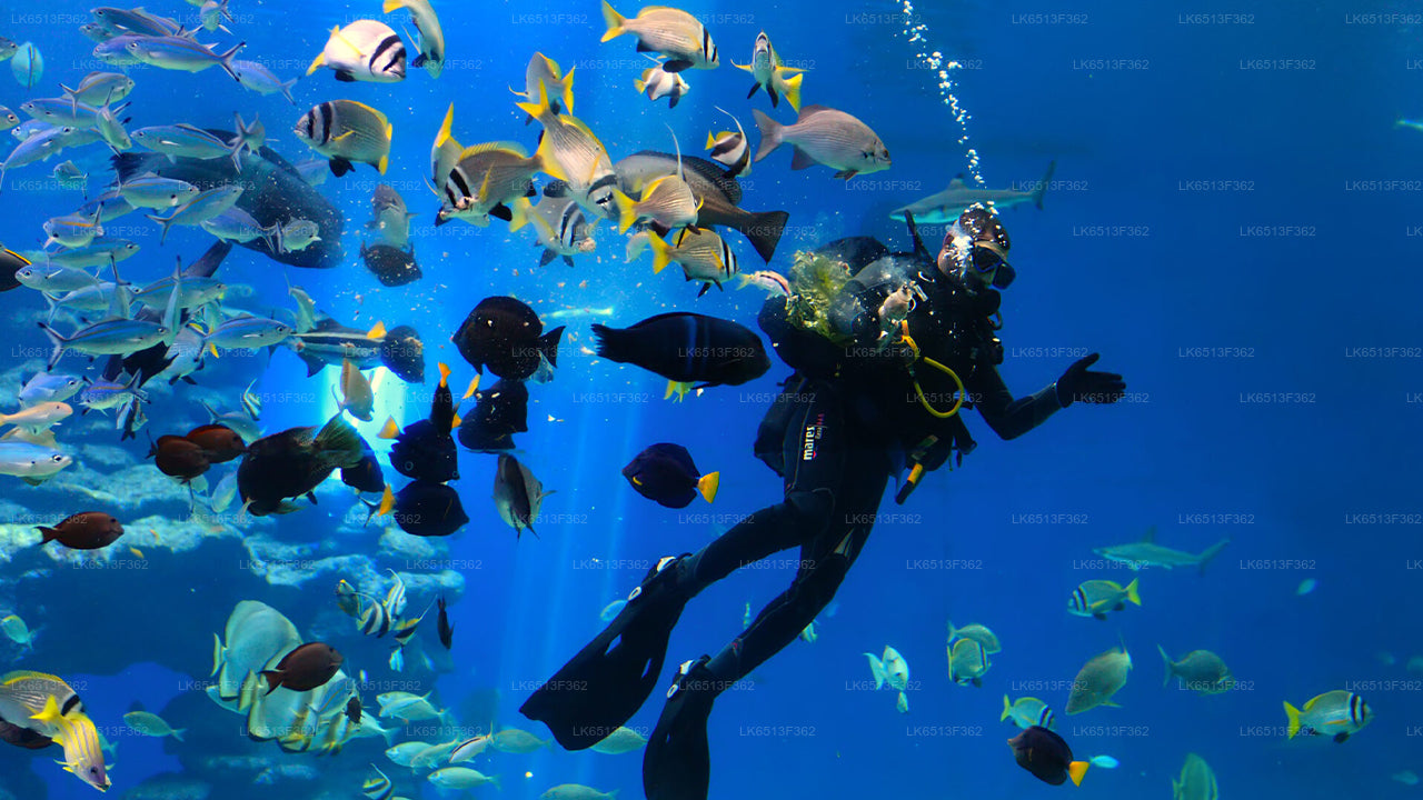 Discover Scuba Diving from Bentota