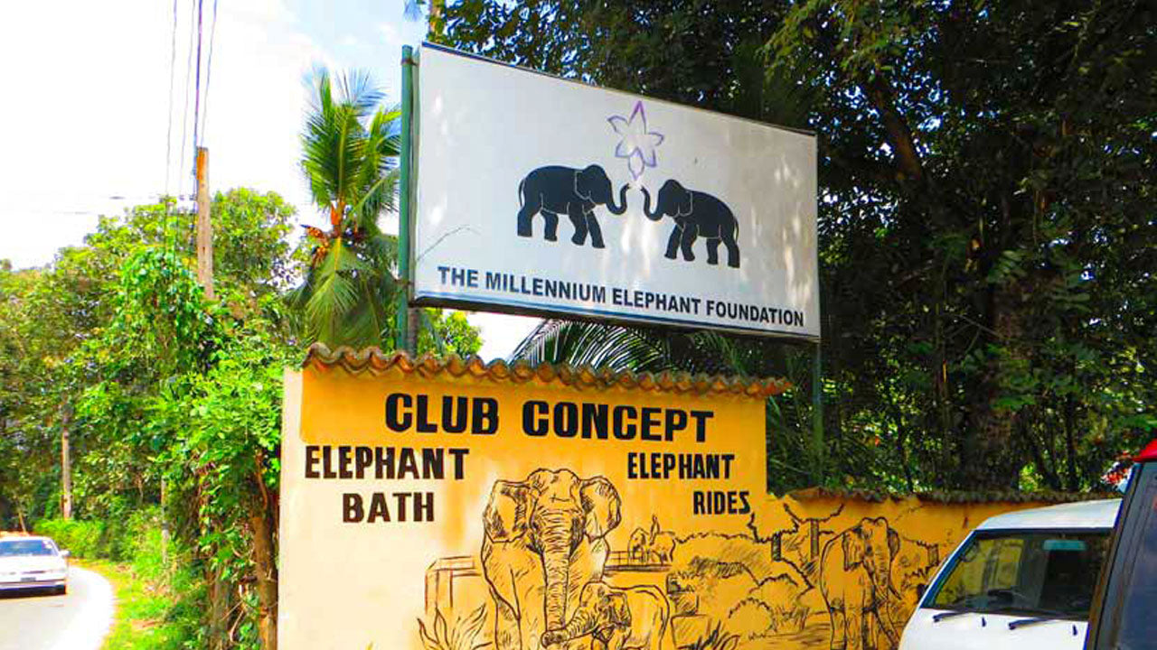 Millennium Elephant Foundation Giriş Biletleri