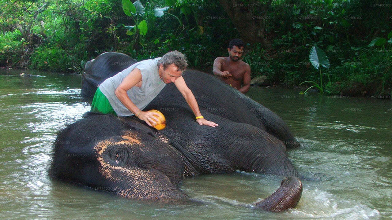 Millennium Elephant Foundation Giriş Biletleri