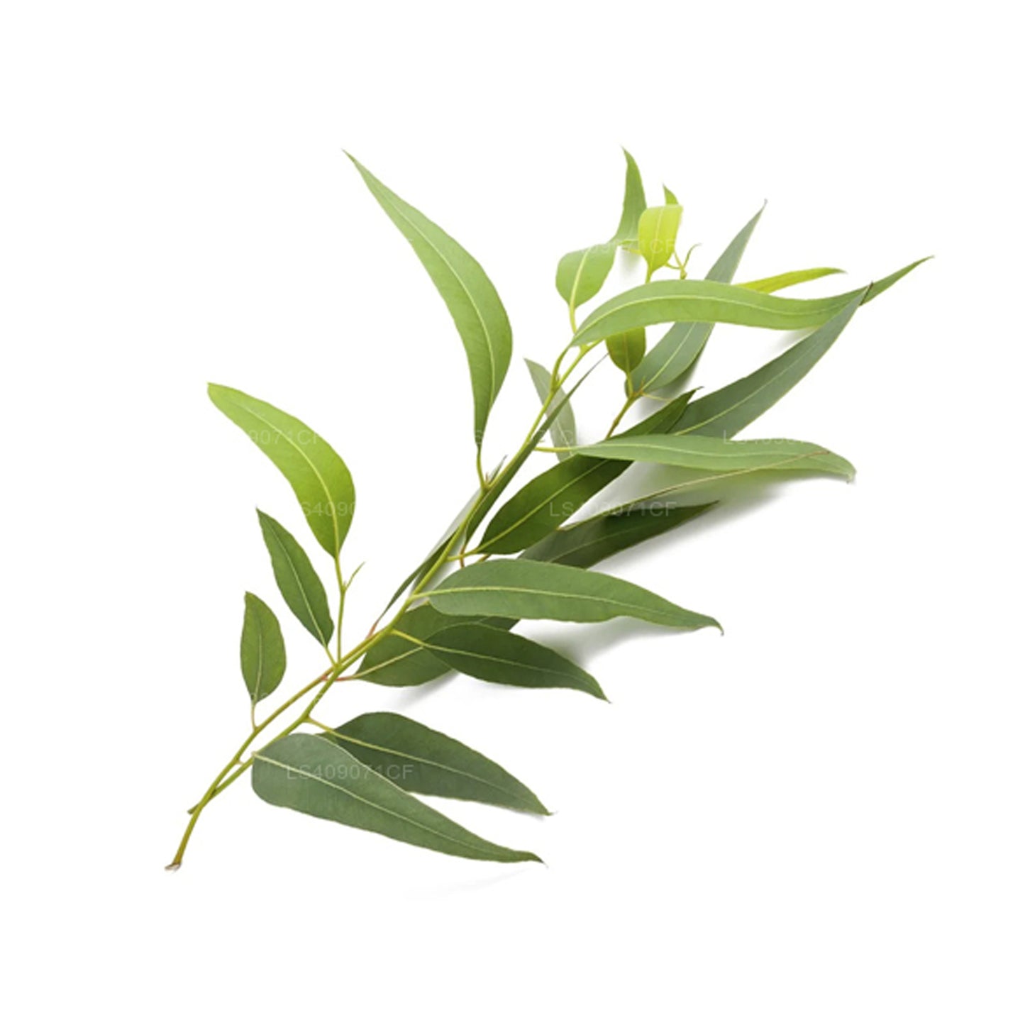 Lakpura Okaliptüs Esansiyel Yağı (15ml)
