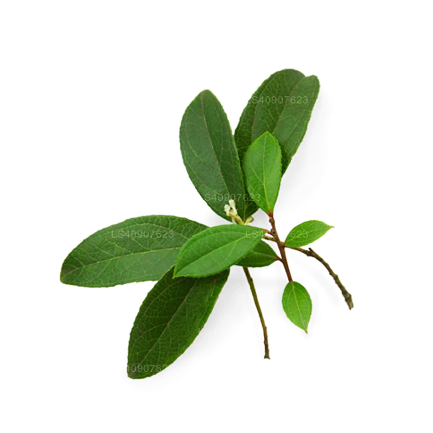 Lakpura Keklik Esansiyel Yağı (15ml)