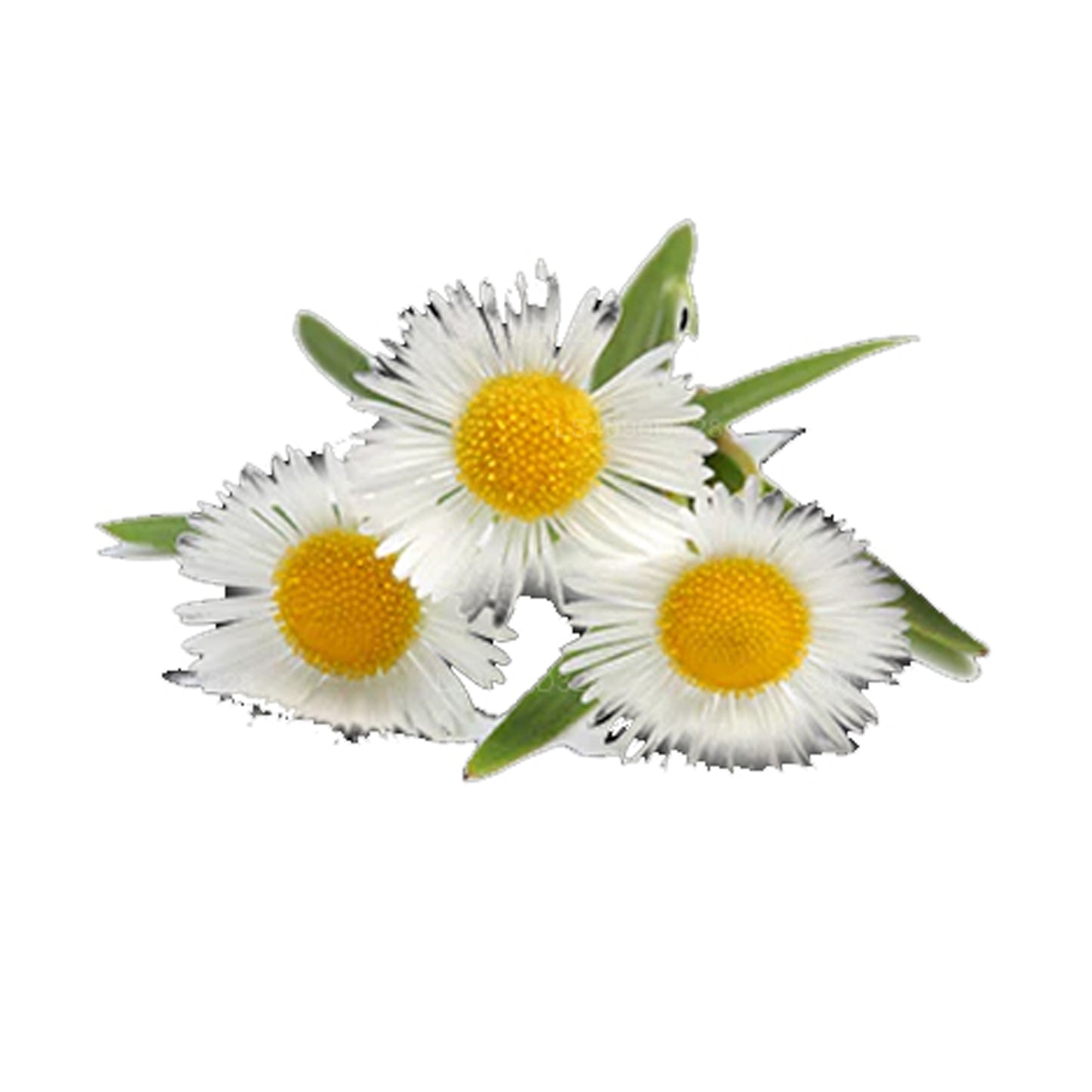 Lakpura Alman Papatya Esansiyel Yağı (20ml)