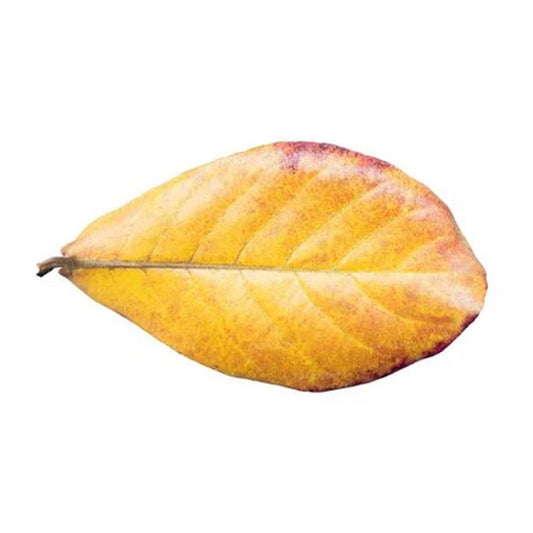 Lakpura Kurutulmuş (Kottan, Kottamba, Hint Badem) Terminalia catappa 100 Yaprak (100g)
