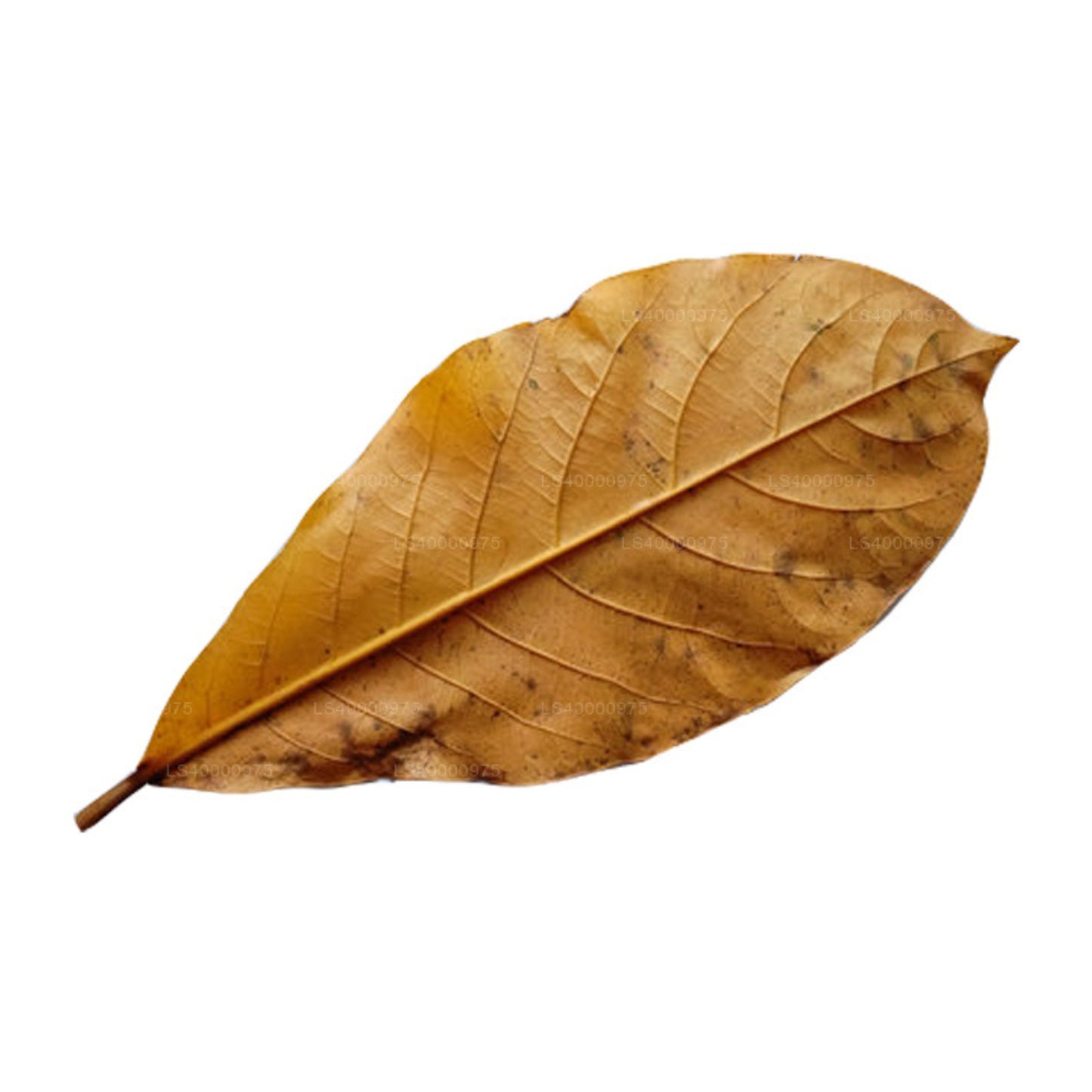 Lakpura Kurutulmuş (Kottan, Kottamba, Hint Badem) Terminalia catappa 100 Yaprak (100g)