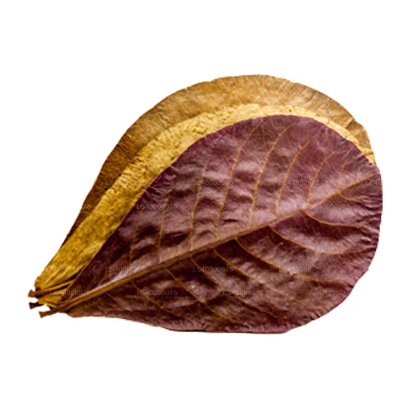 Lakpura Kurutulmuş (Kottan, Kottamba, Hint Badem) Terminalia catappa 100 Yaprak (100g)