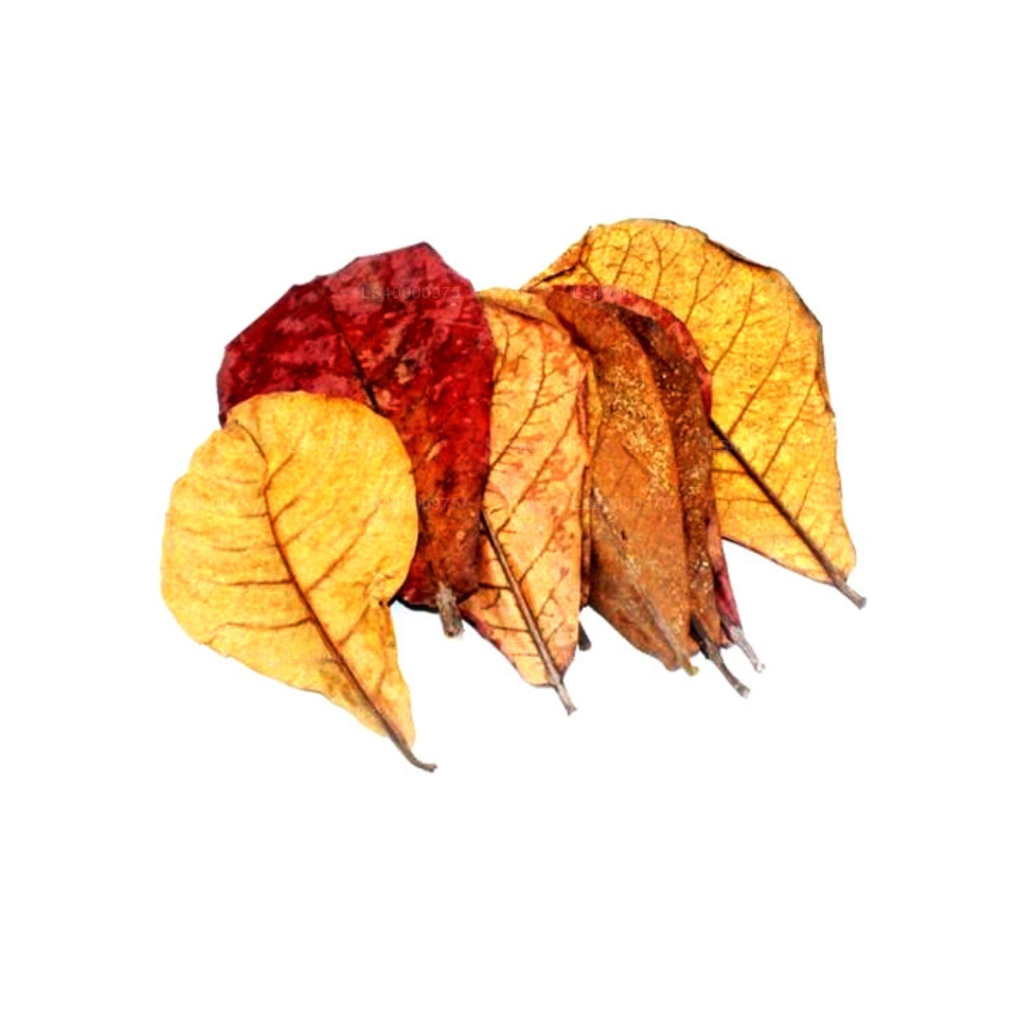 Lakpura Kurutulmuş (Kottan, Kottamba, Hint Badem) Terminalia catappa 100 Yaprak (100g)