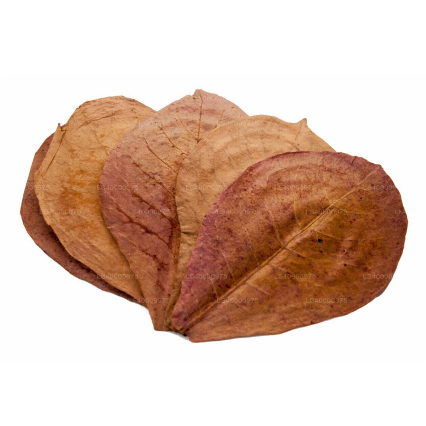 Lakpura Kurutulmuş (Kottan, Kottamba, Hint Badem) Terminalia catappa 100 Yaprak (100g)