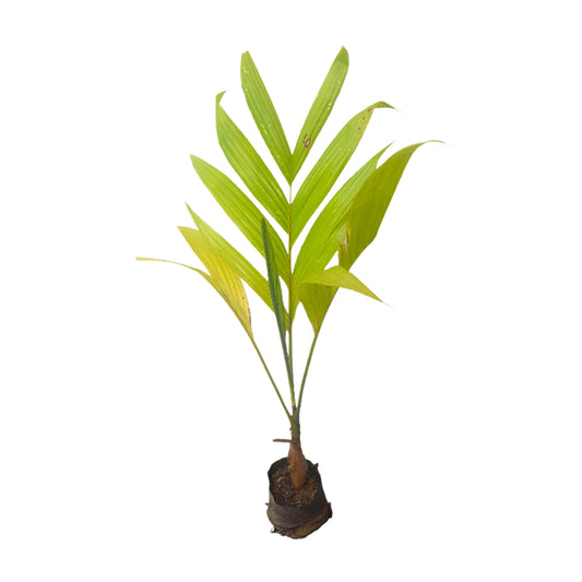 Lakpura Areca nut Plant