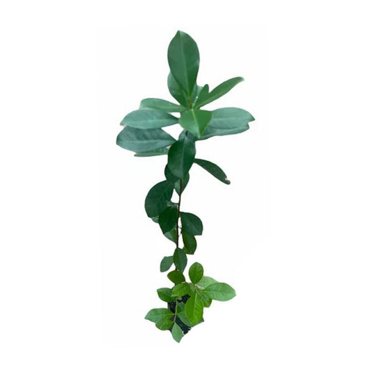 Lakpura Kırmızı Çin Guava Meyve Bitkisi