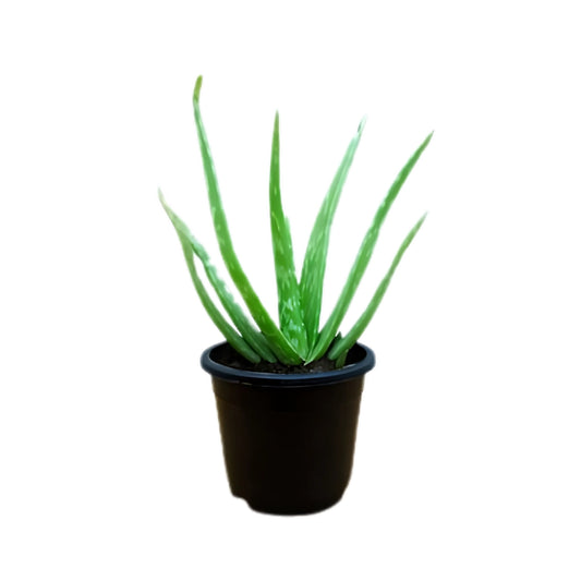 Lakpura Aloe vera (Komarika) Bitkisi